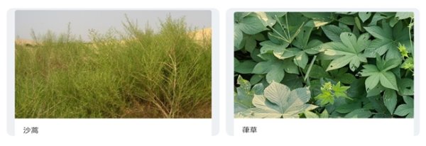 万无优配 立秋后进入过敏高发期，墨迹天气多维度“过敏防护服务”护航日常生活